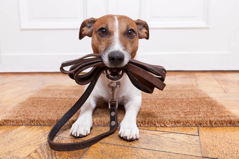 Doggy having leash in mouth