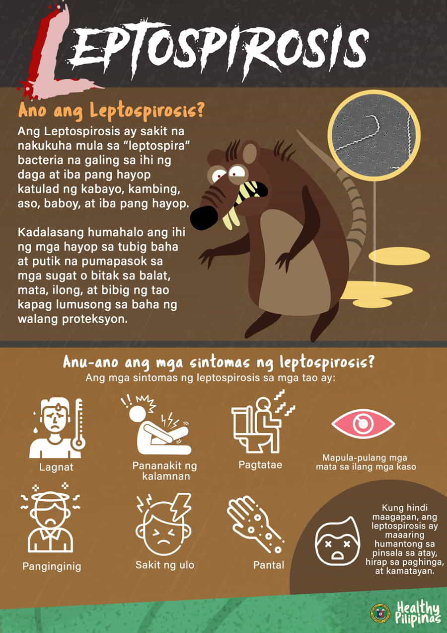 leptospirosis 